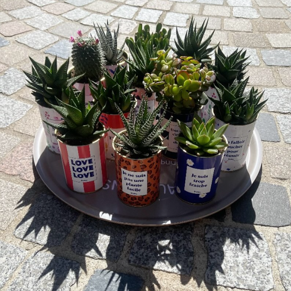 Cactus, succulentes et plantes grasses : quelles sont les différences ?