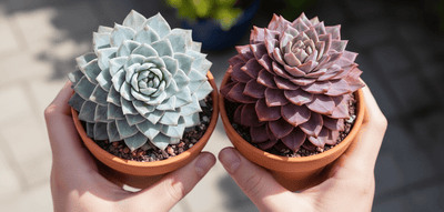 Pourquoi les succulentes changent de couleur ?