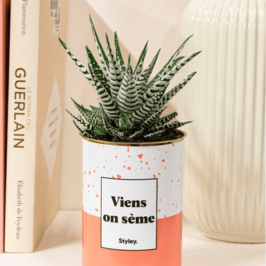 Cache-pot d'intérieur : protégez et décorez vos plantes