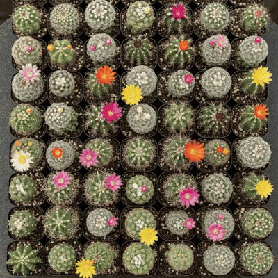 Liste des cactus | Guide des cactées