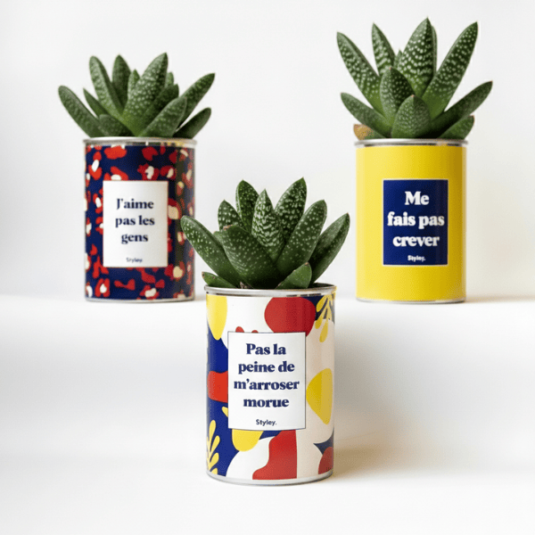 Gasteria : tout savoir sur cette succulente