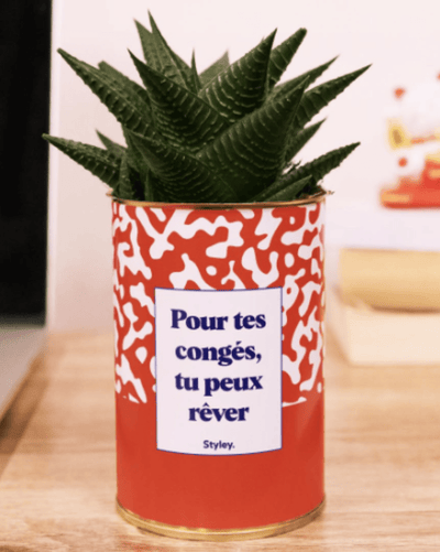 Quel cactus choisir pour un collègue (et quel message lui écrire) ? - Styley