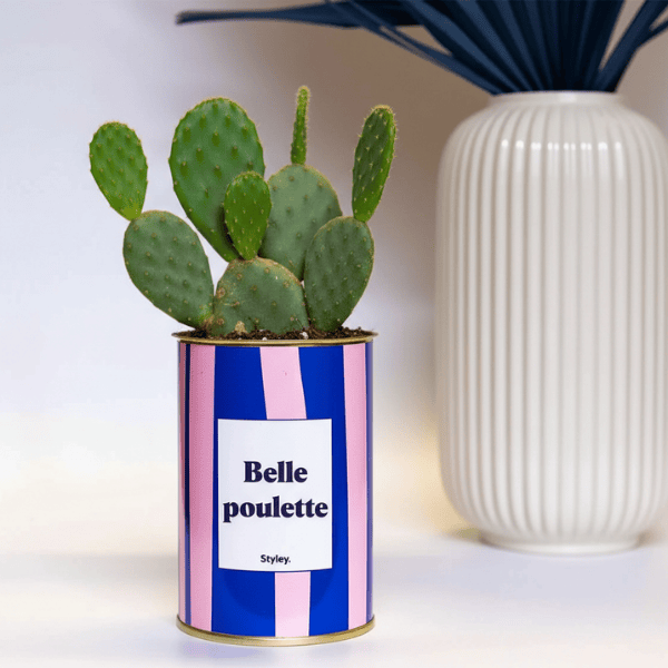 Opuntia : le cactus raquette surprenant et robuste