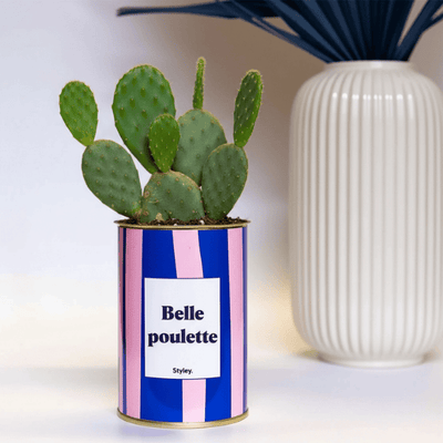 Opuntia : le cactus raquette surprenant et robuste