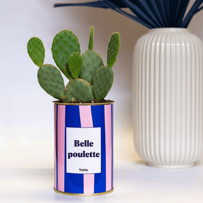 Opuntia : le cactus raquette surprenant et robuste