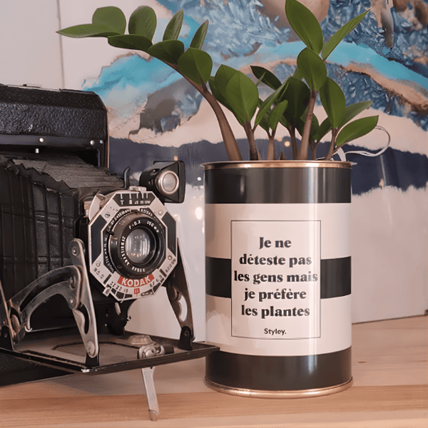 Joyau de Zanzibar : la plante ZZ aussi élégante qu’indestructible