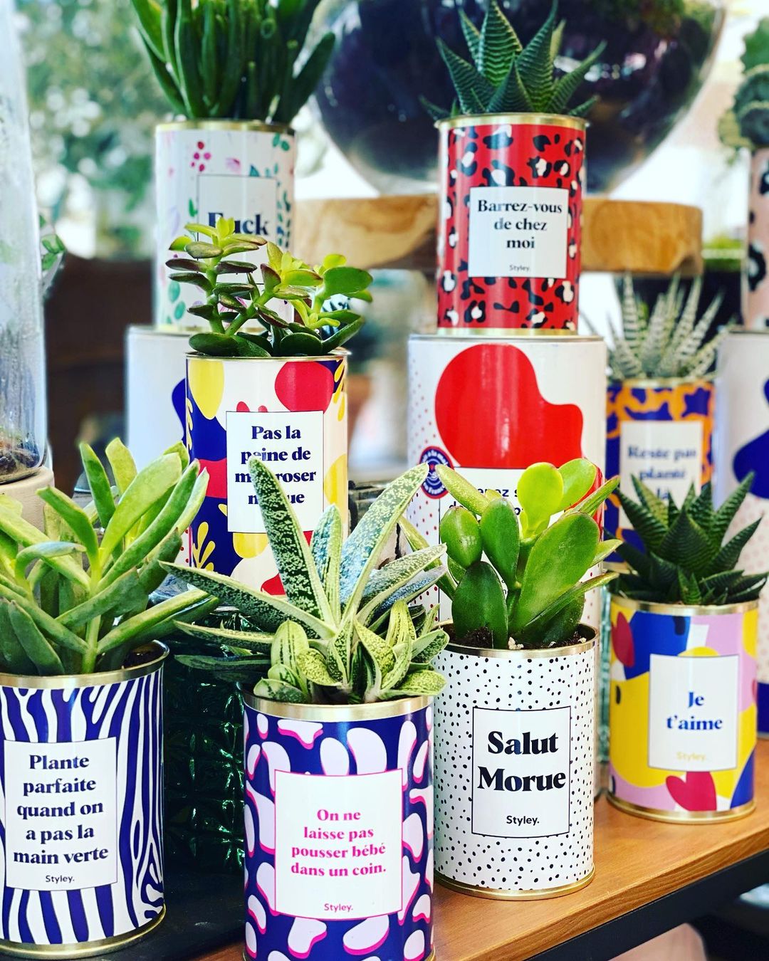 Top 7 des succulentes