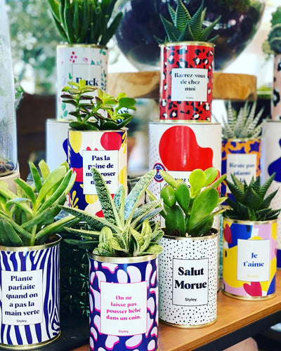 Top 7 des succulentes