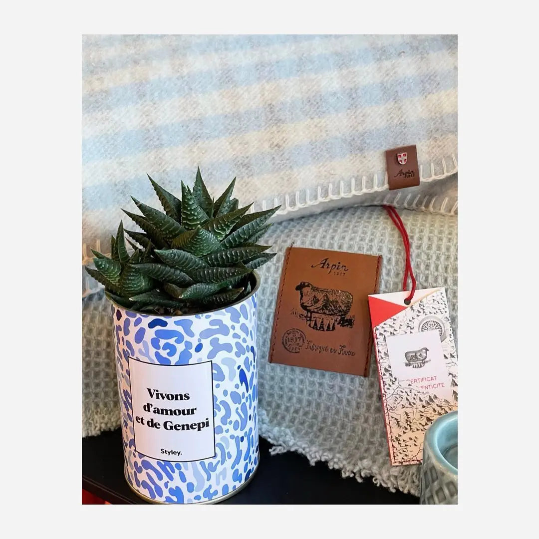 Plantes prêtes à vendre pour les petites boutiques