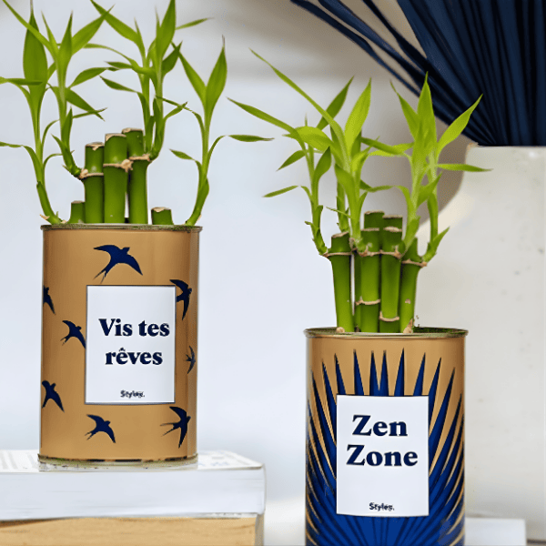 Plante zen pour bureau : guide des plantes d'intérieur apaisantes