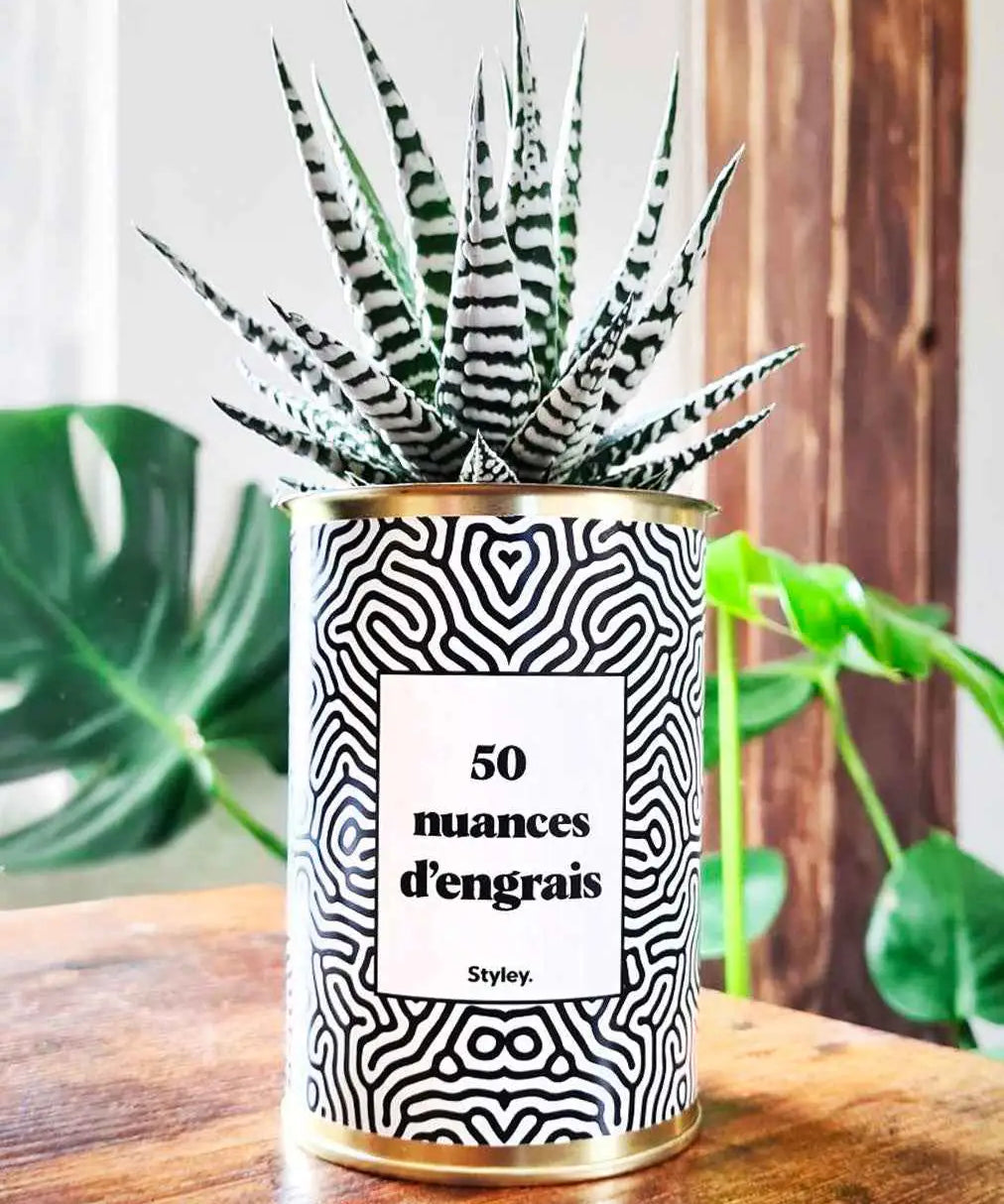 50 Nuances d'engrais - Plante Haworthia varié