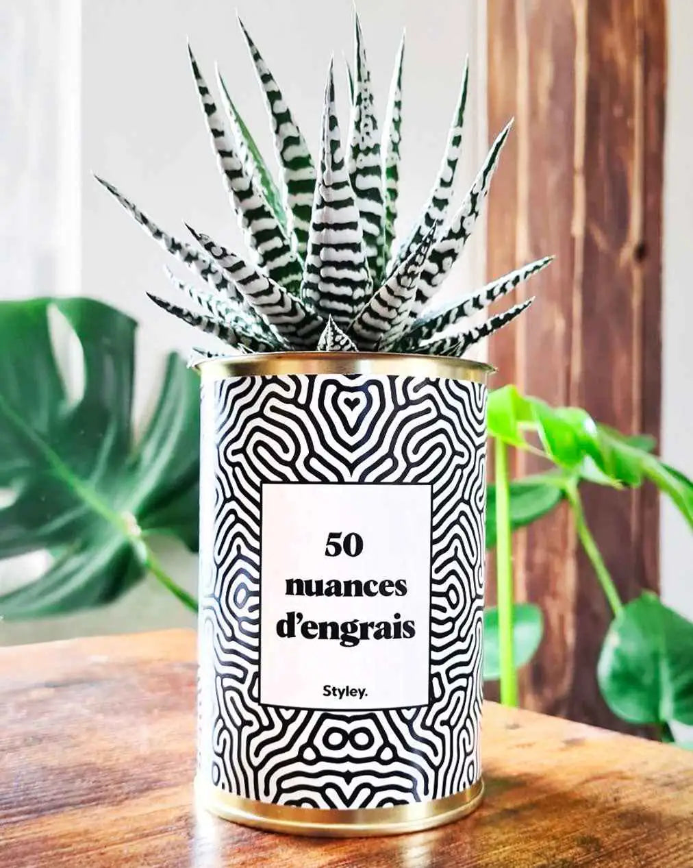 50 Nuances d'engrais - Plante Haworthia varié