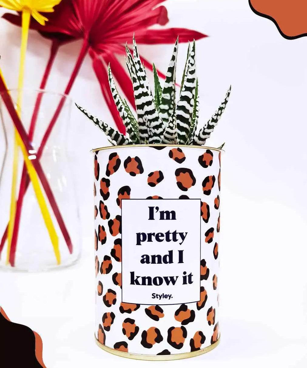 I'm pretty and I know it - Plante Haworthia varié