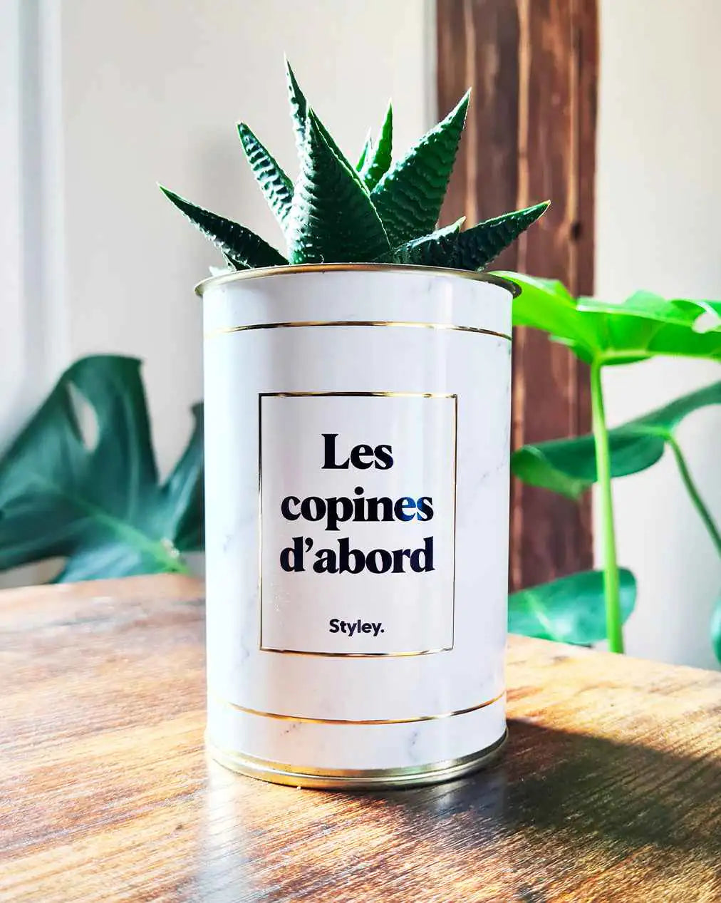 Les copines d'abord - Plante Haworthia varié