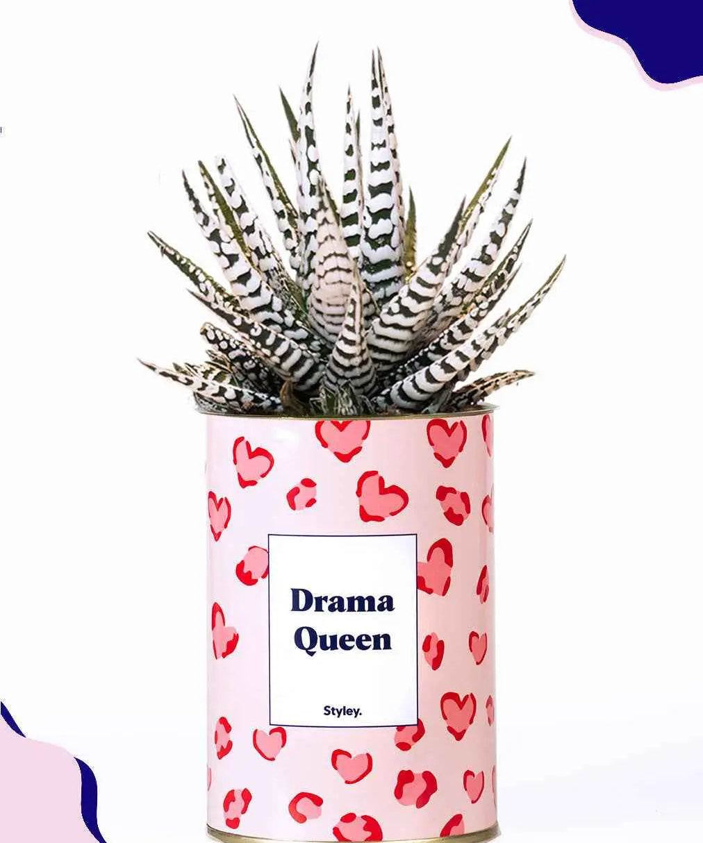 Drama Queen - Plante Haworthia varié