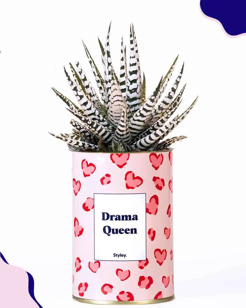Drama Queen - Plante Haworthia varié