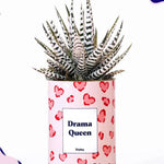 Drama Queen - Plante Haworthia varié