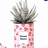 Drama Queen - Cactus