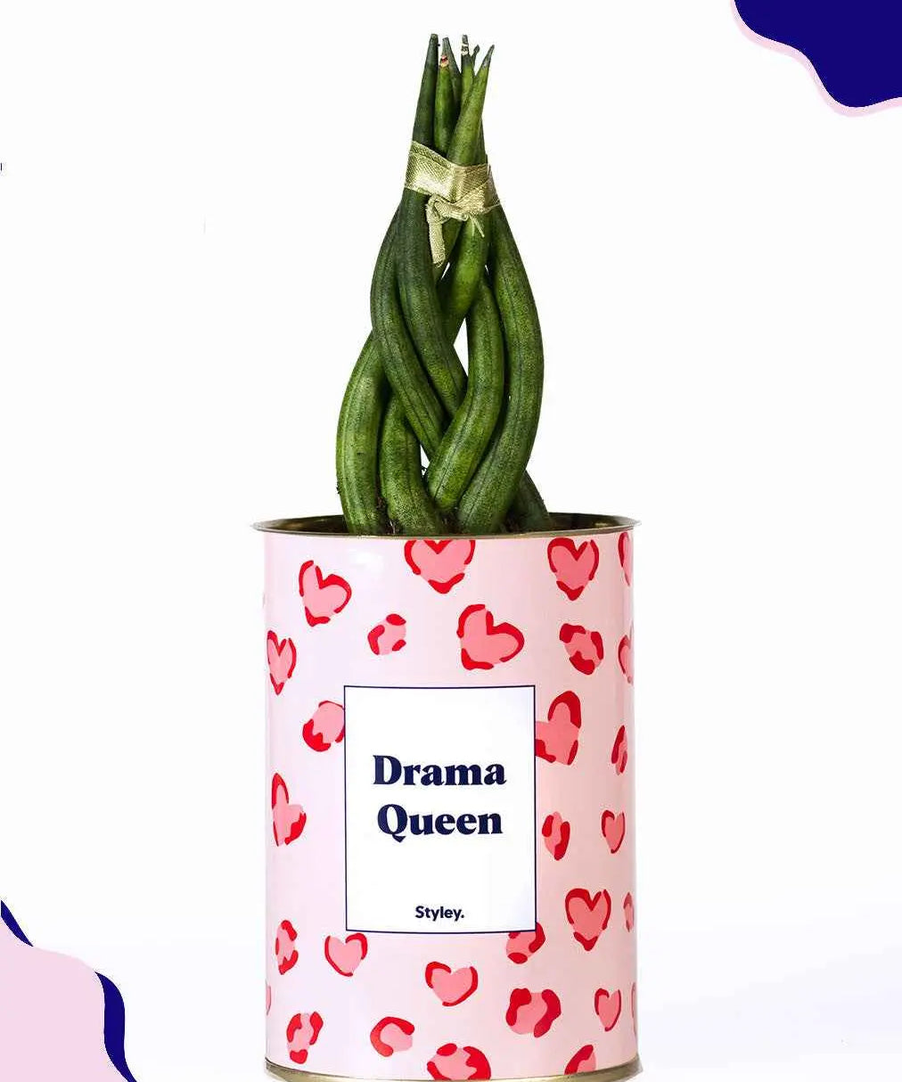 Drama Queen - Cactus