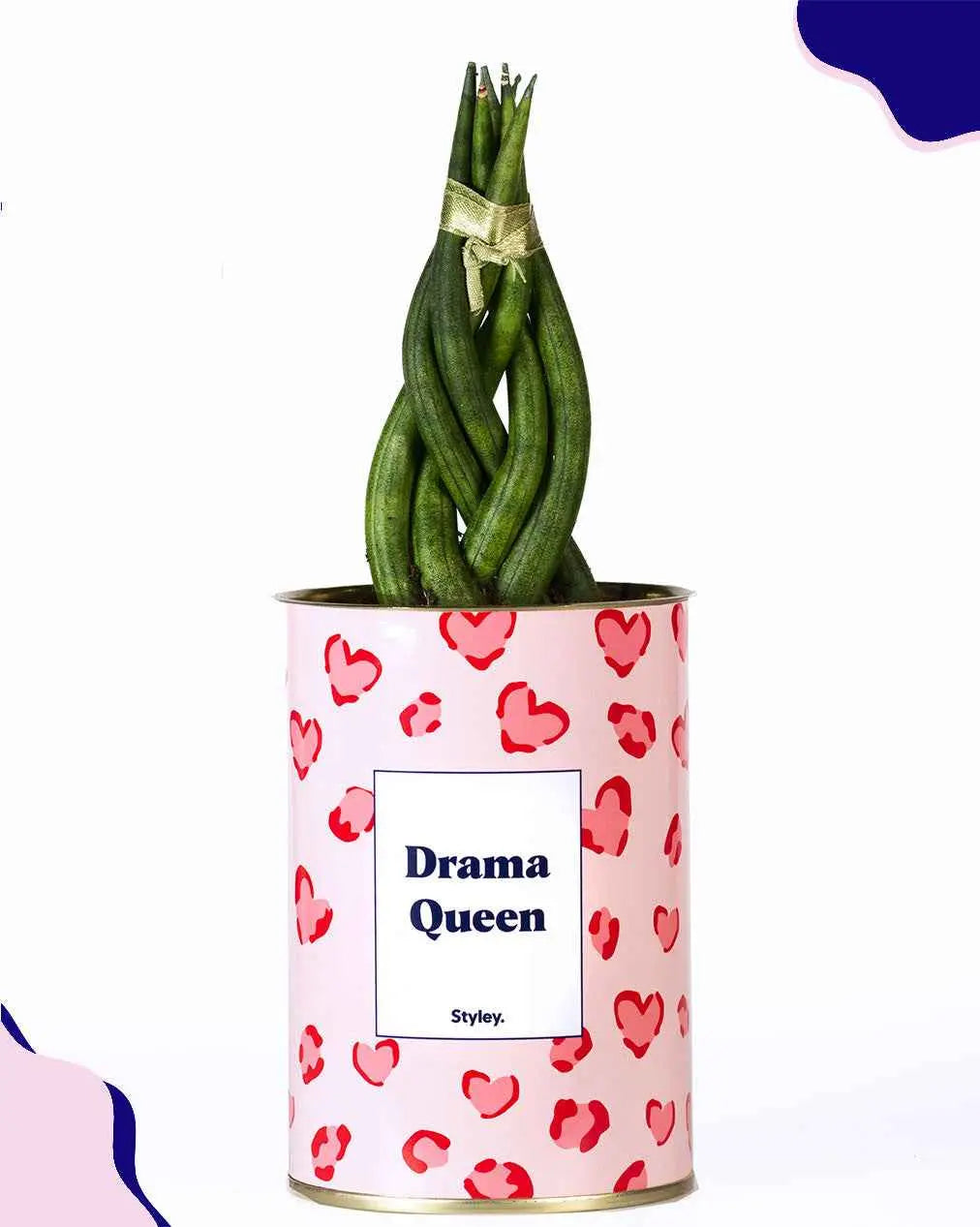 Drama Queen - Cactus