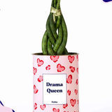 Drama Queen - Cactus