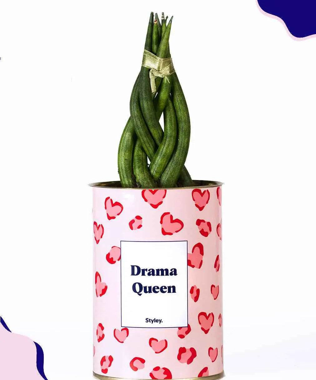 Drama Queen - Plante