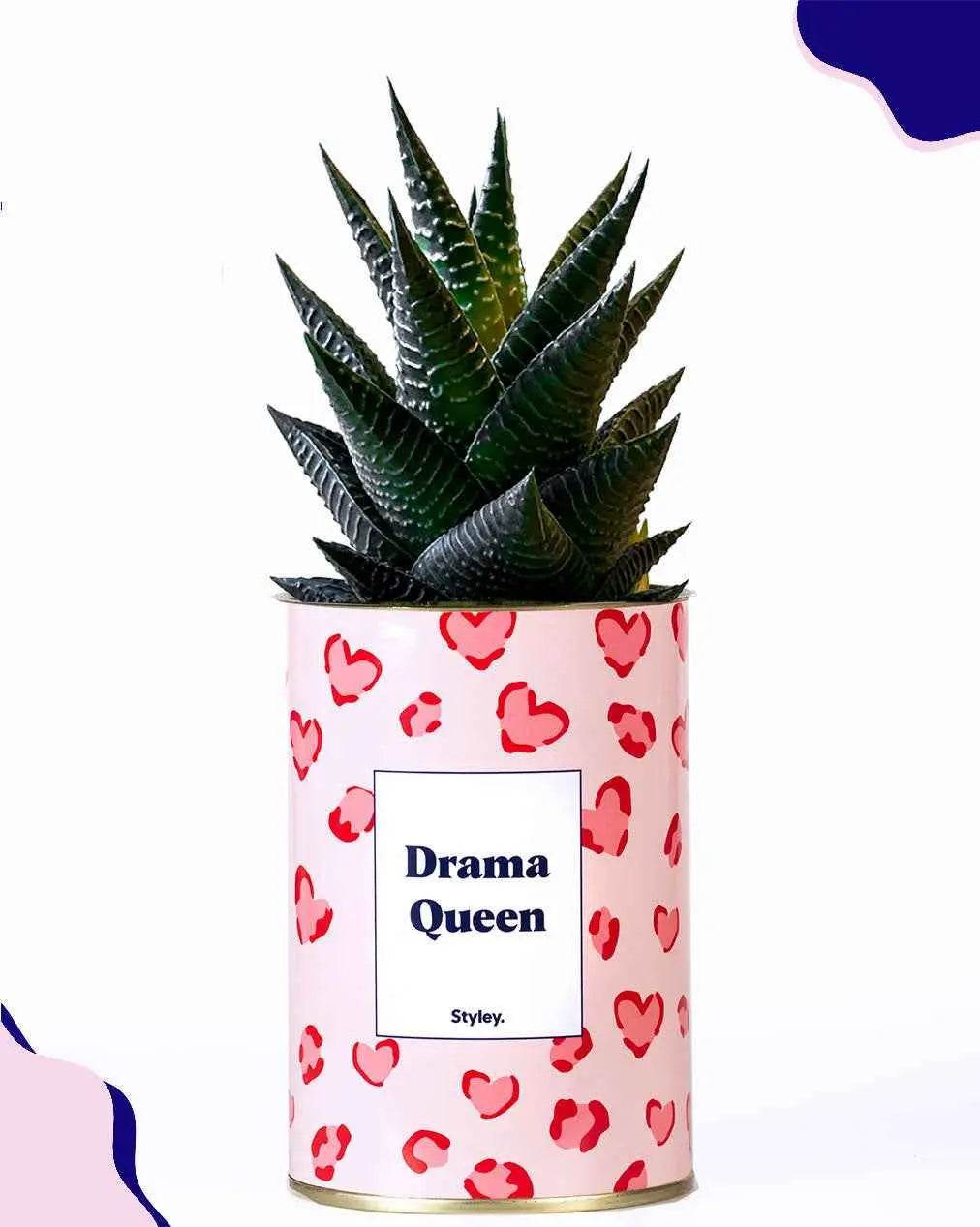 Drama Queen - Plante