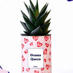 Drama Queen - Cactus