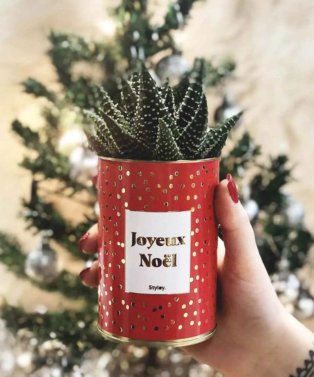 Joyeux Noël - Plante- Finition dorée Haworthia varié
