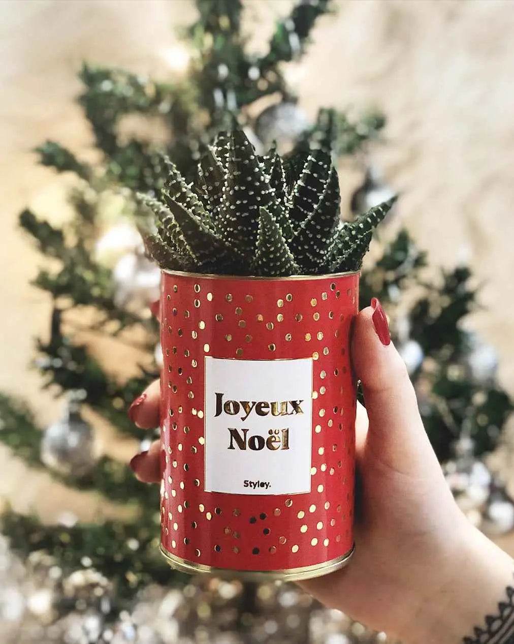 Joyeux Noël - Plante- Finition dorée Haworthia varié
