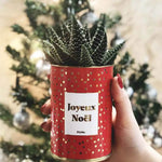 Joyeux Noël - Plante- Finition dorée Haworthia varié