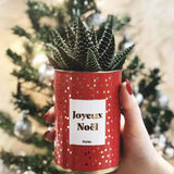Joyeux Noël - Plante- Finition dorée Haworthia varié