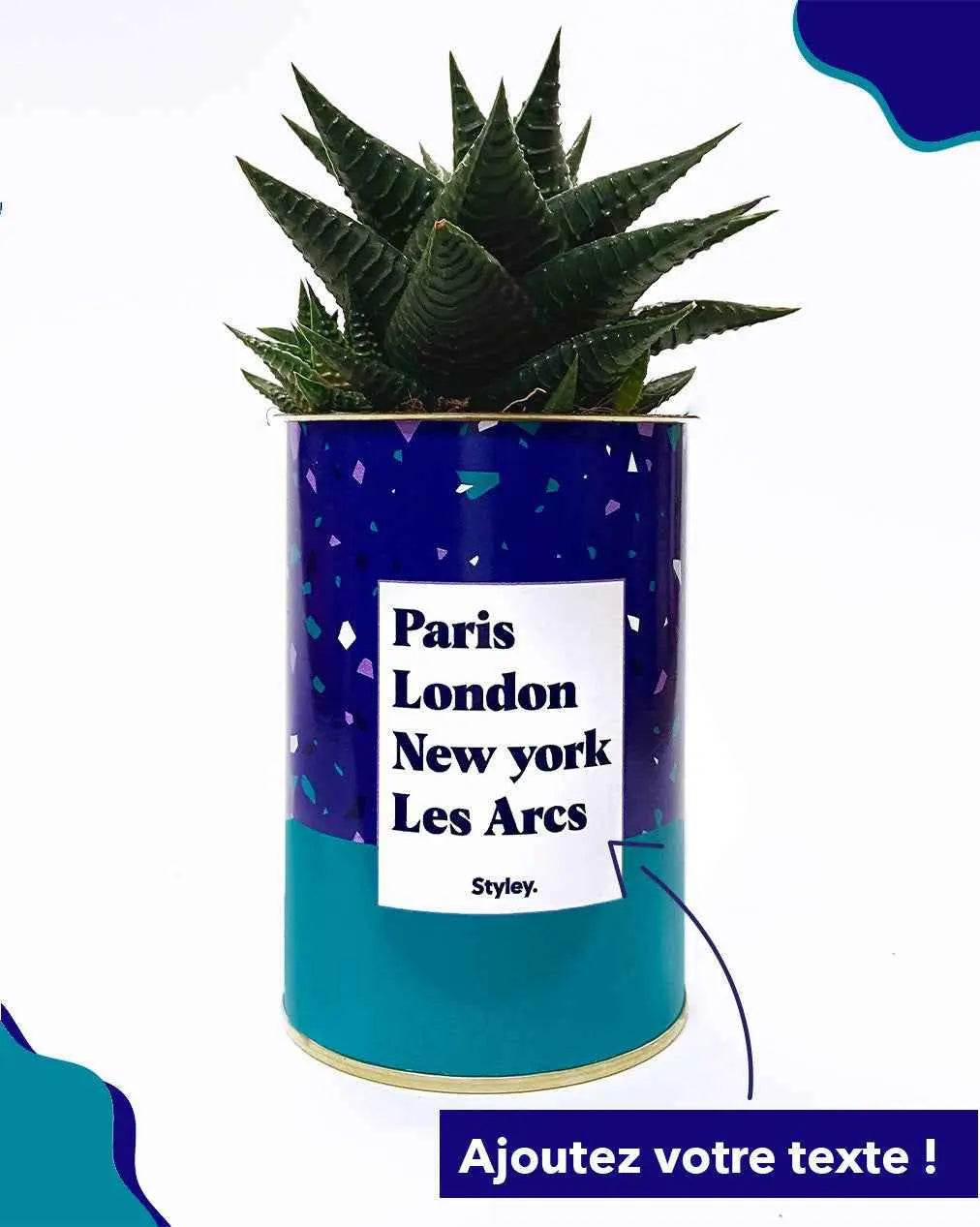 Plante Paris, London, New York personnalisable - Plante Haworthia varié