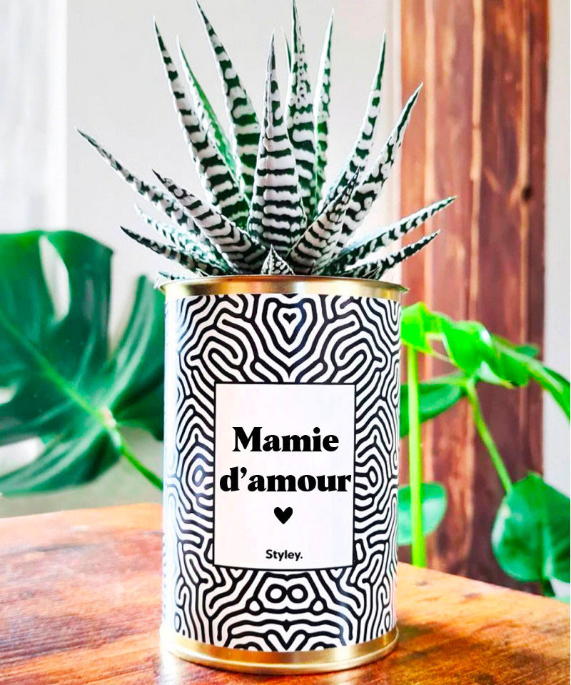 Mamie d'amour - Cactus
