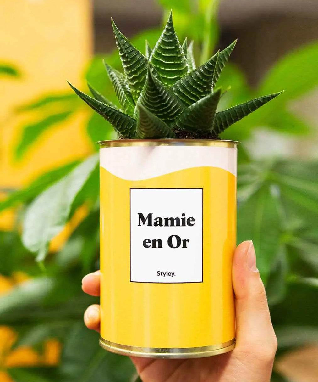 Mamie en Or - Plante Haworthia varié