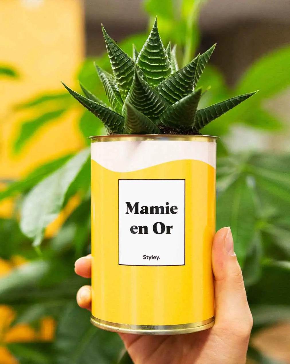 Mamie en Or - Plante Haworthia varié