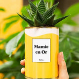 Mamie en Or - Plante Haworthia varié