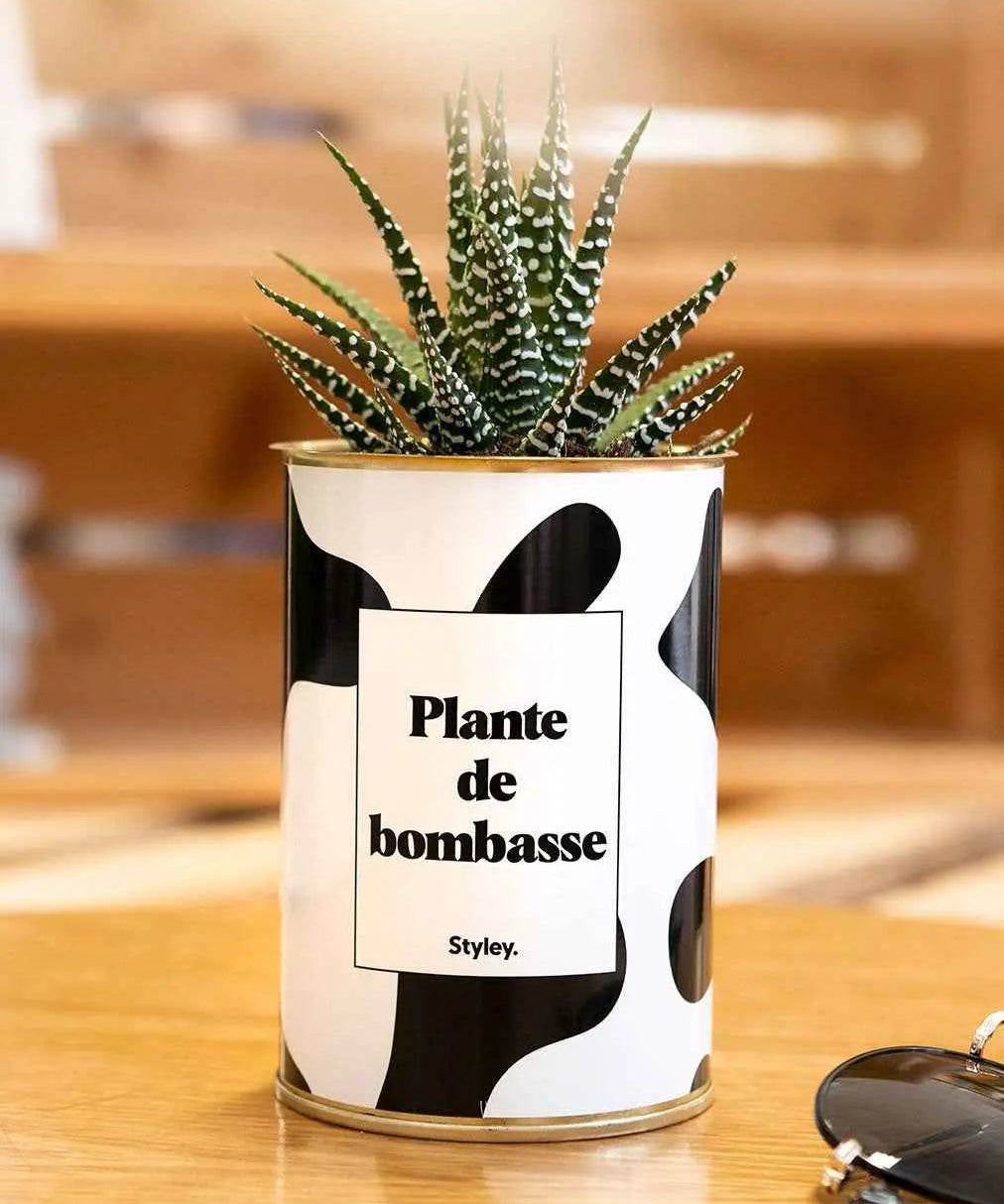 Plante de bombasse - Plante Haworthia varié