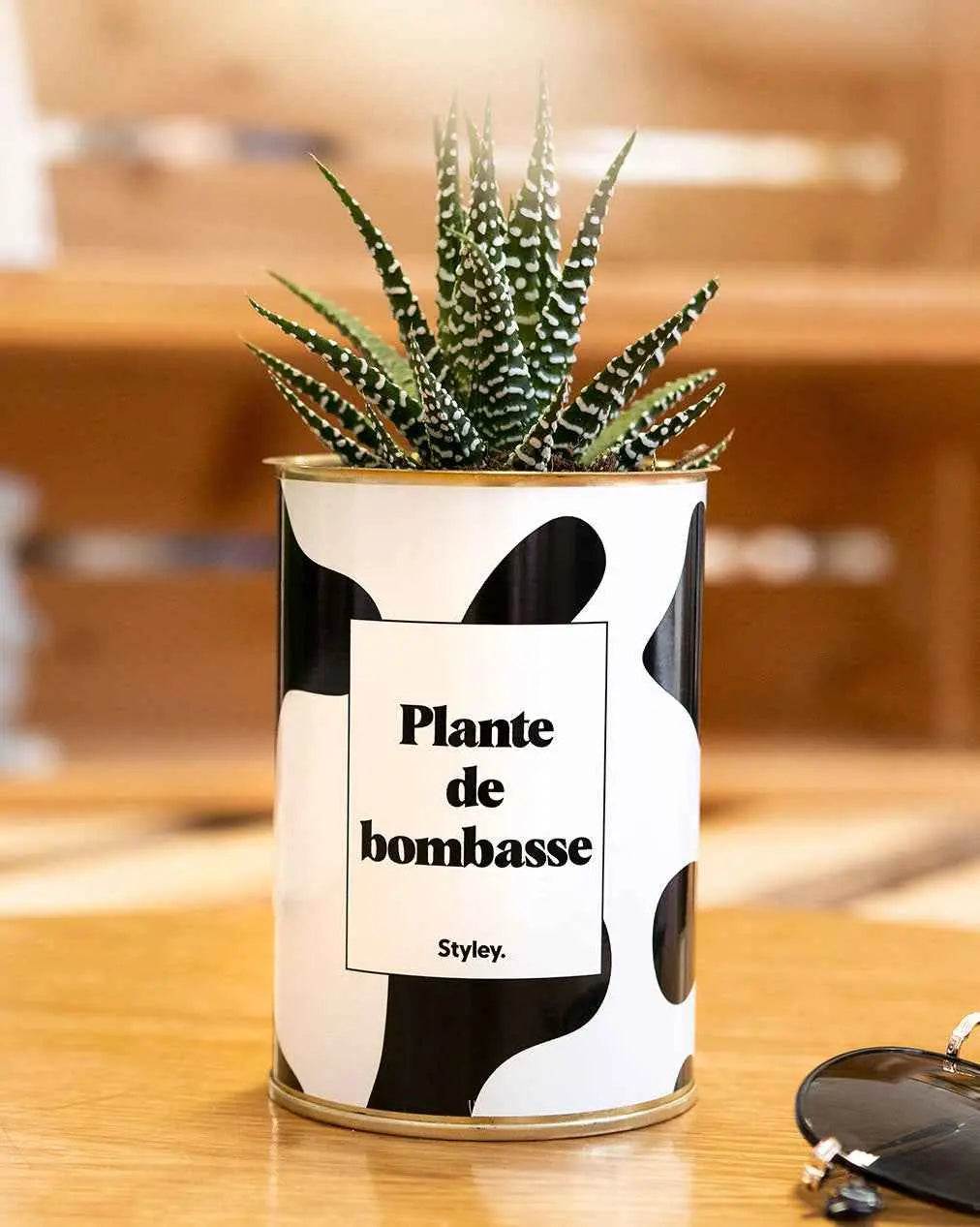 Plante de bombasse - Plante Haworthia varié