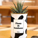 Plante de bombasse - Plante Haworthia varié