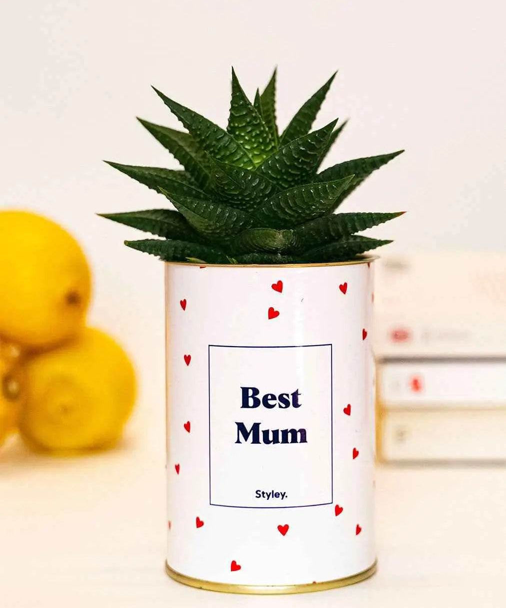Best Mum - Plante Haworthia varié