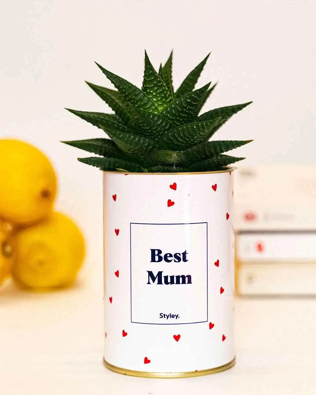 Best Mum - Plante Haworthia varié