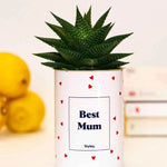 Best Mum - Plante Haworthia varié