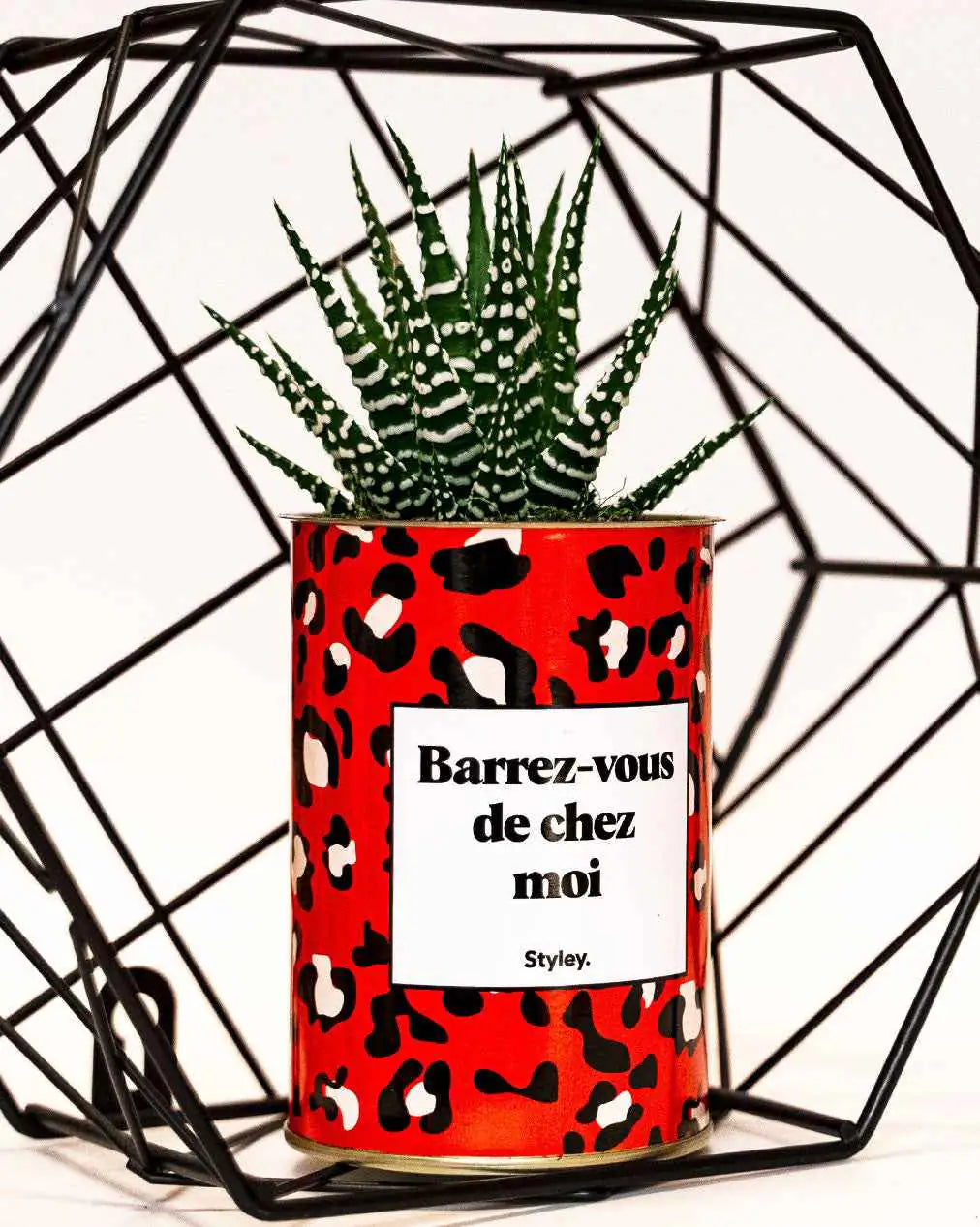 Barrez-vous de chez moi - Plante Haworthia varié