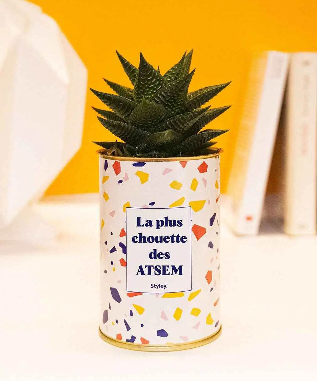 La plus chouette des ATSEM - Plante Haworthia varié