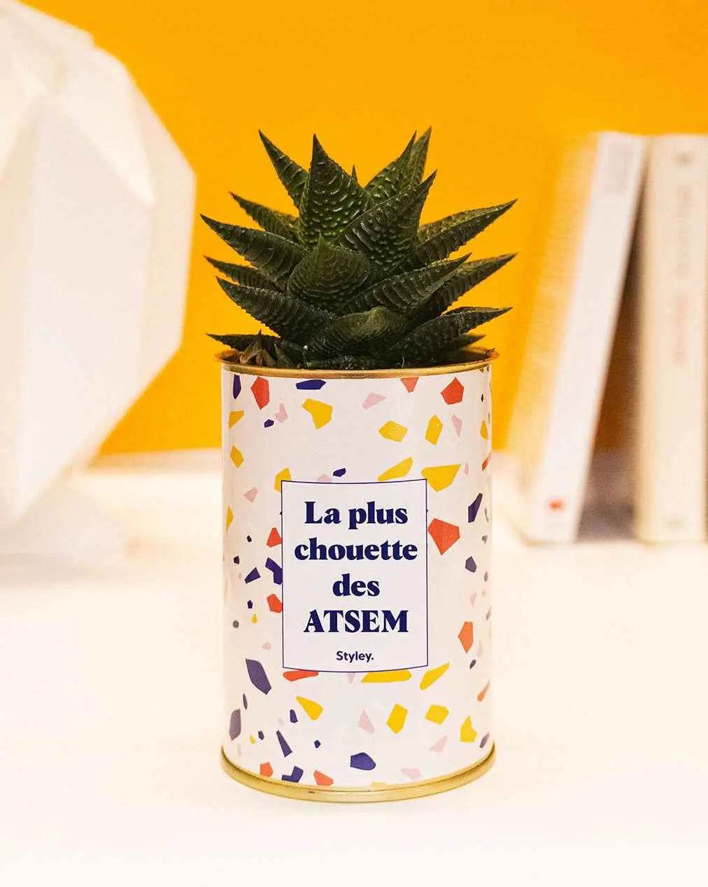 La plus chouette des ATSEM - Plante Haworthia varié