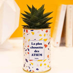 La plus chouette des ATSEM - Plante Haworthia varié
