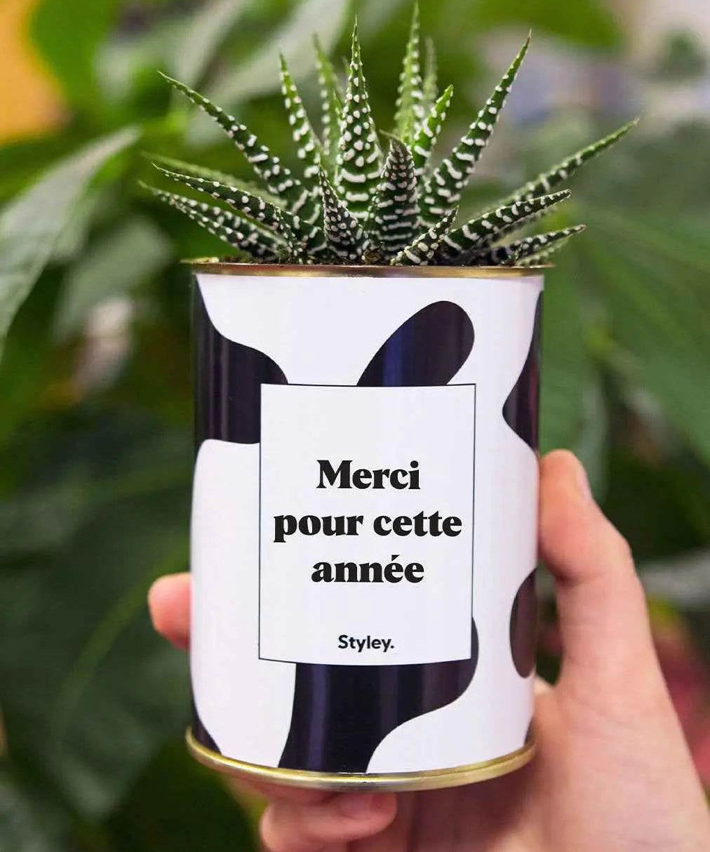Merci pour cette année - Plante Haworthia varié