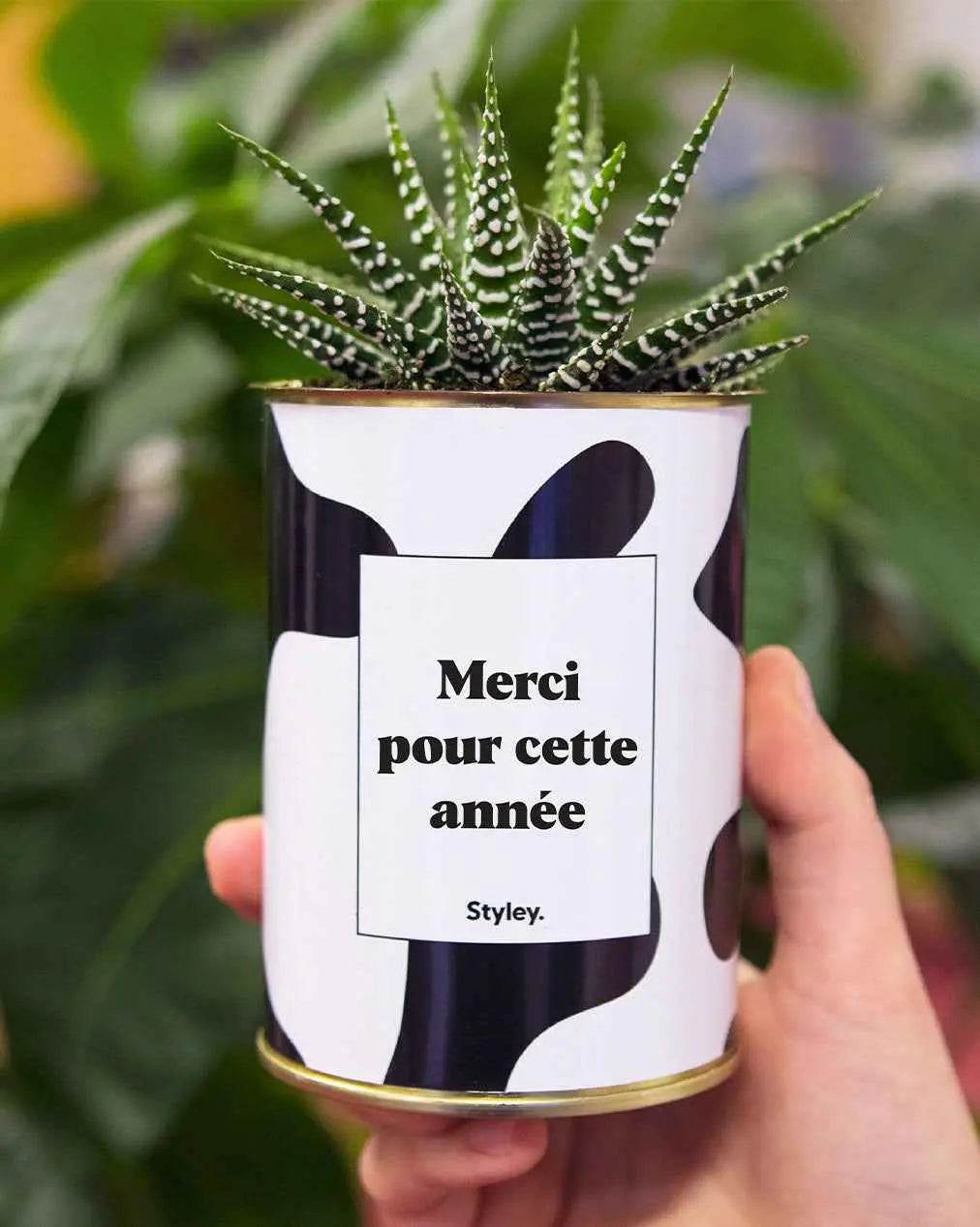 Merci pour cette année - Plante Haworthia varié