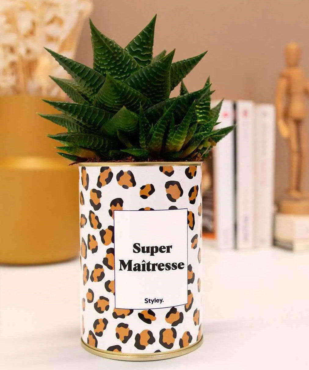 Super Maîtresse - Plante Haworthia varié